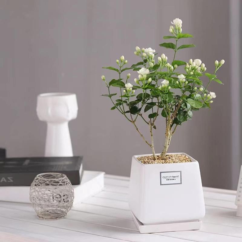 100 Fragrant Climbing Jasmine Seeds (Non-GMO)