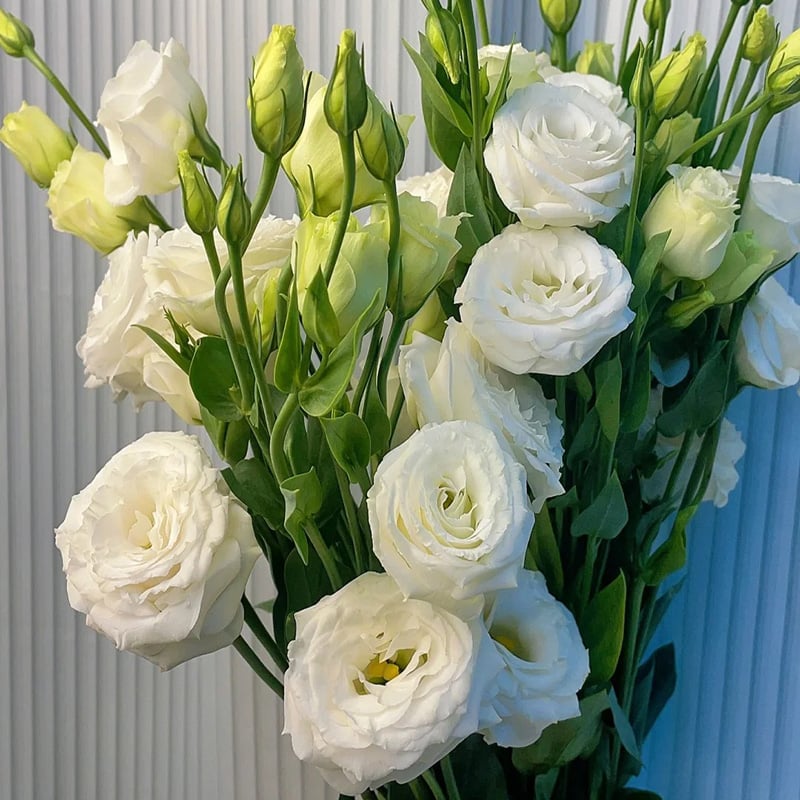 Eustoma Thornless Rose Seeds (100 pieces) 💐Lisianthus seeds
