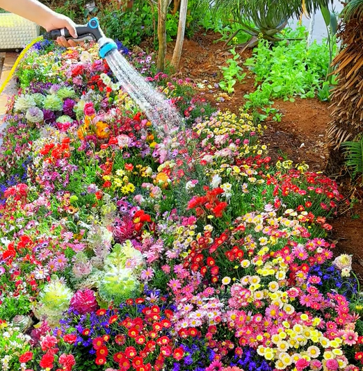 Colorful Seed Mix – 60+ Species (1000 Seeds)