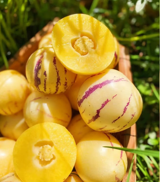 Pepino Melon Seed Mix (1000 pcs)