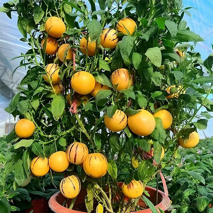 Pepino Melon Seed Mix (1000 pcs)